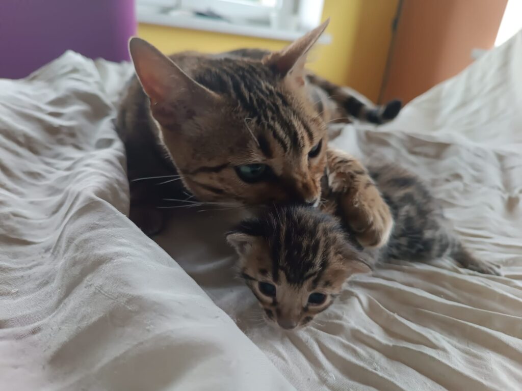 Storm Born Cattery K Litter