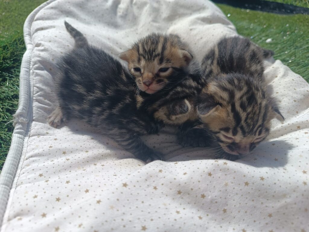 Storm Born Cattery K Litter