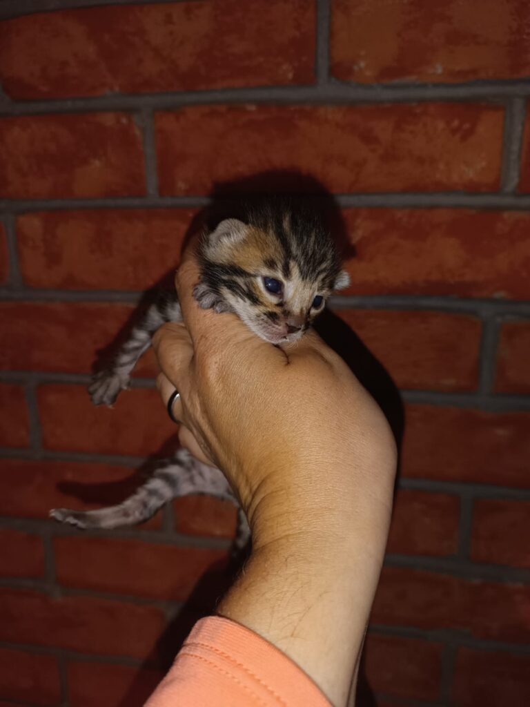 Storm Born Cattery K Litter