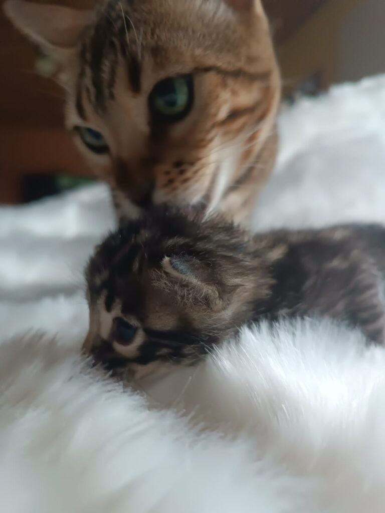 Storm Born Cattery K Litter