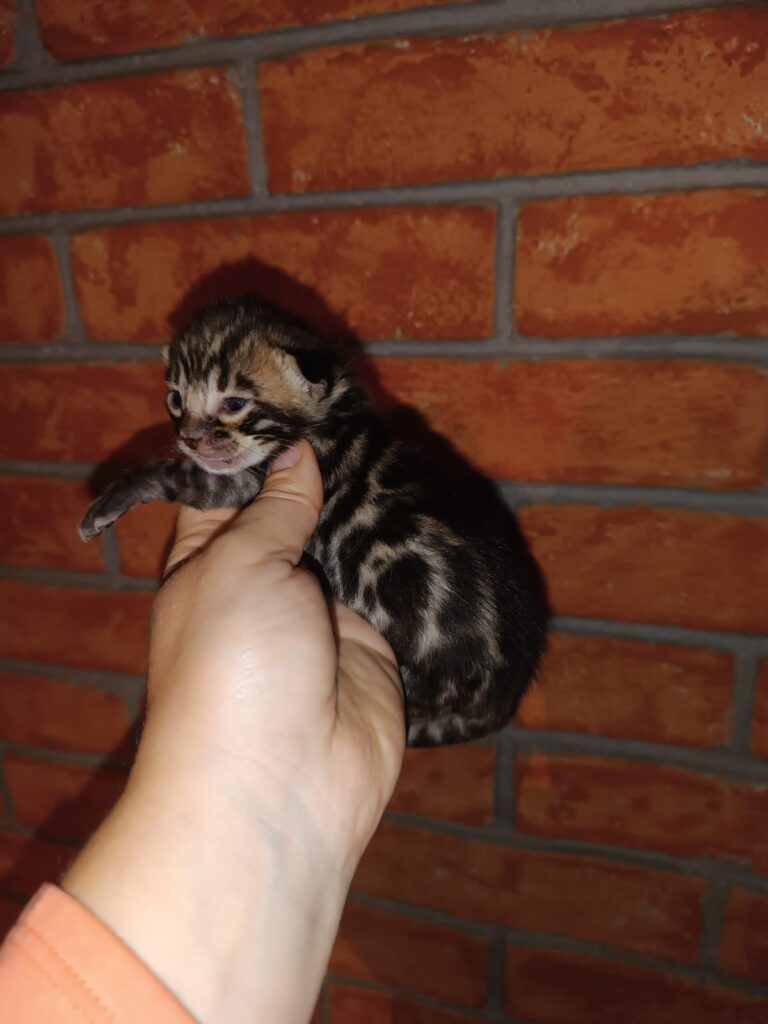 Storm Born Cattery K Litter