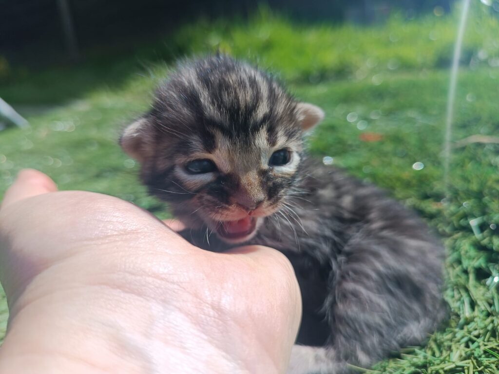 Storm Born Cattery K Litter