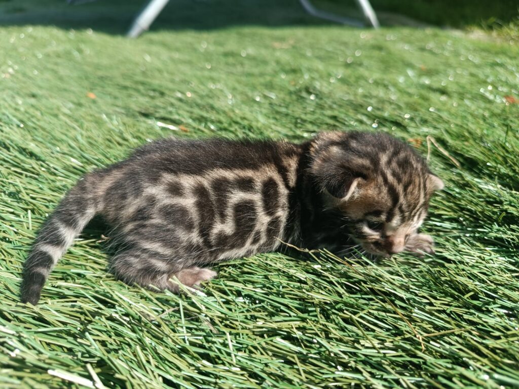 Storm Born Cattery K Litter